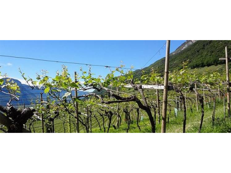 BDPA_tenuta1 BDPA_tenuta1