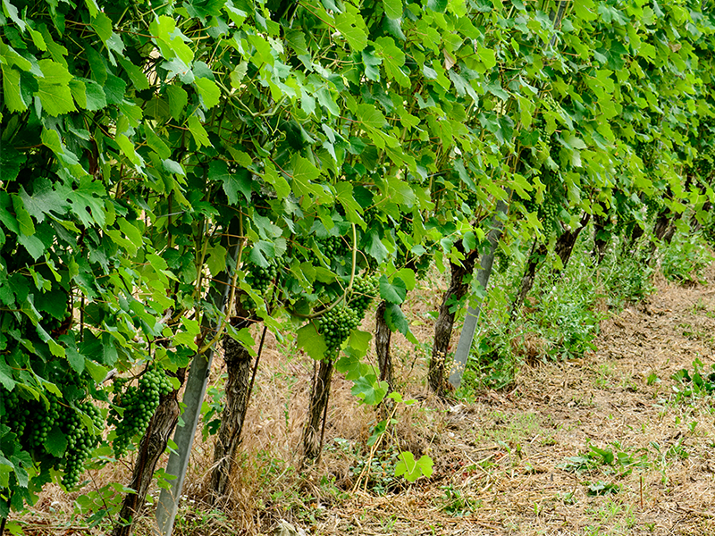 BERA_tenuta2 BERA_tenuta2