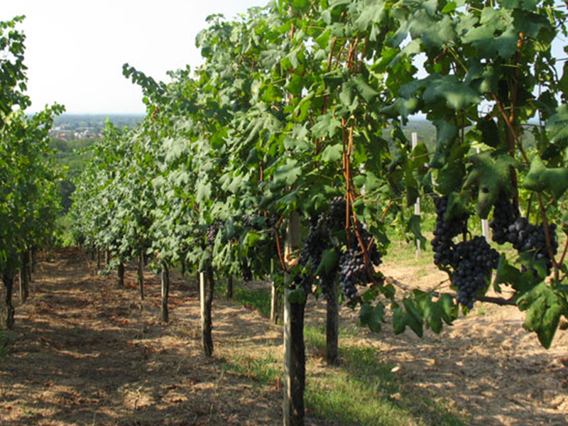 CDSI_tenuta3 CDSI_tenuta3