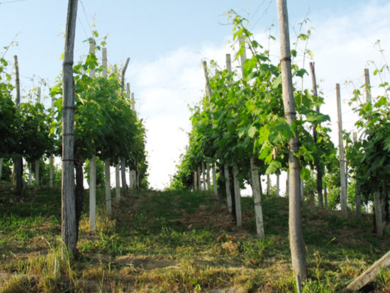 CDSI_tenuta4 CDSI_tenuta4