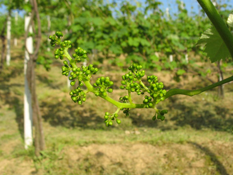 CDSI_tenuta5 CDSI_tenuta5