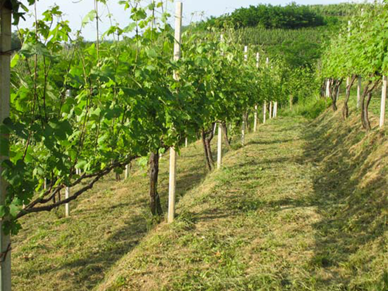 CDSI_tenuta6 CDSI_tenuta6