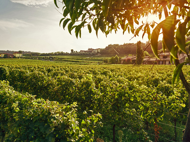 LAFI_tenuta1 LAFI_tenuta1