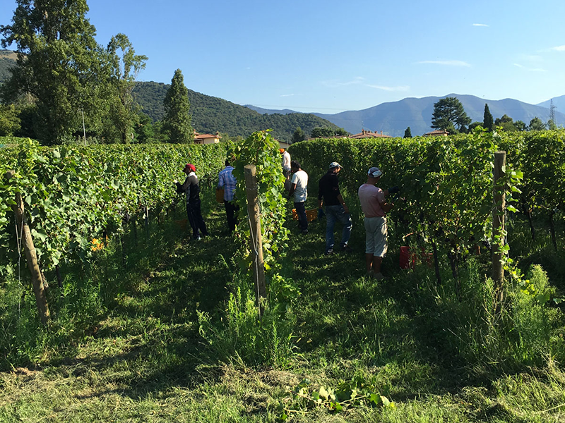 LAFI_tenuta3 LAFI_tenuta3