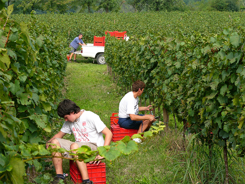 LAFI_tenuta5 LAFI_tenuta5