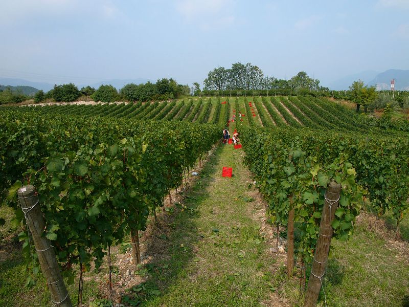 LAFI_tenuta6 LAFI_tenuta6