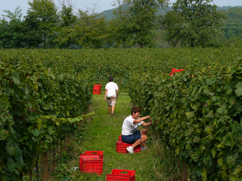 LAFI_tenuta7 LAFI_tenuta7