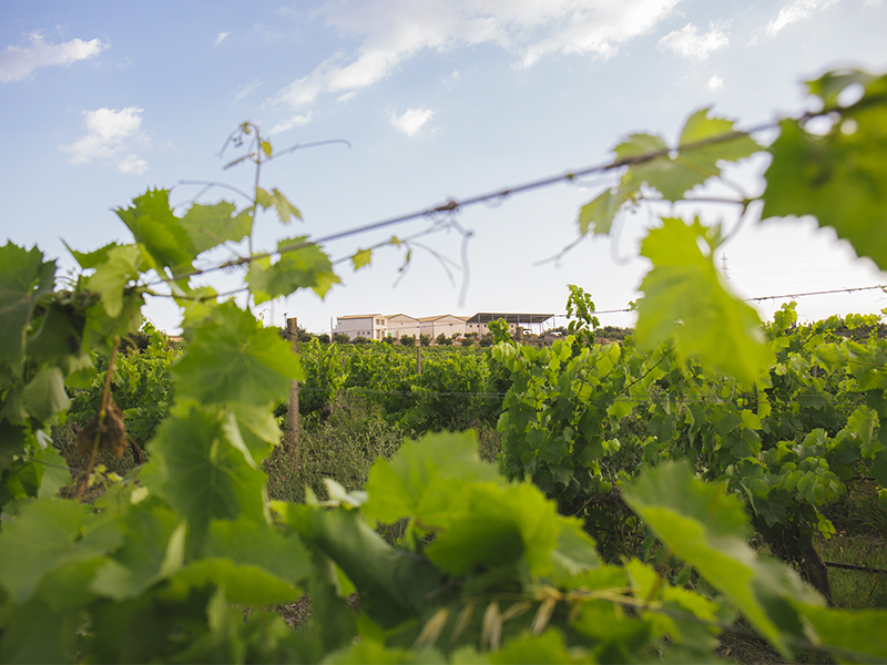 MARI_tenuta2 MARI_tenuta2