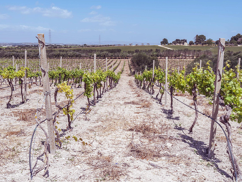 MARI_tenuta3 MARI_tenuta3