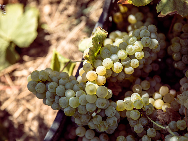 MARI_tenuta4 MARI_tenuta4