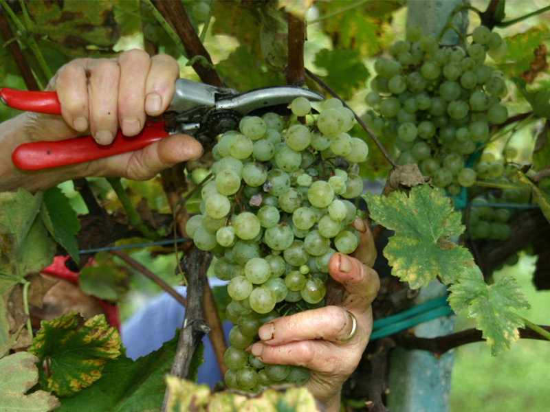 PLAG_tenuta2 PLAG_tenuta2