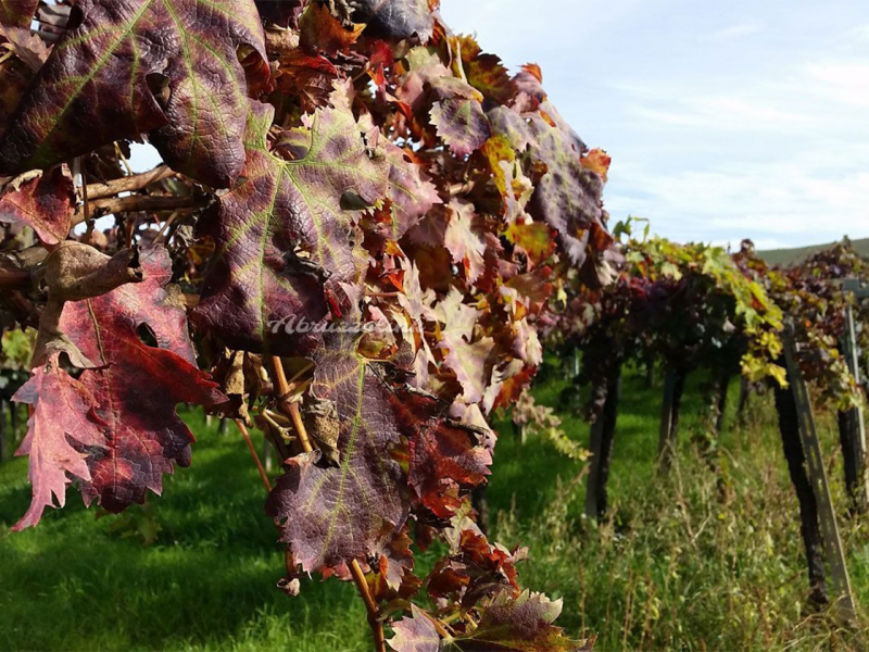 VALE_tenuta2 VALE_tenuta2