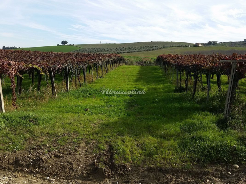 VALE_tenuta5 VALE_tenuta5