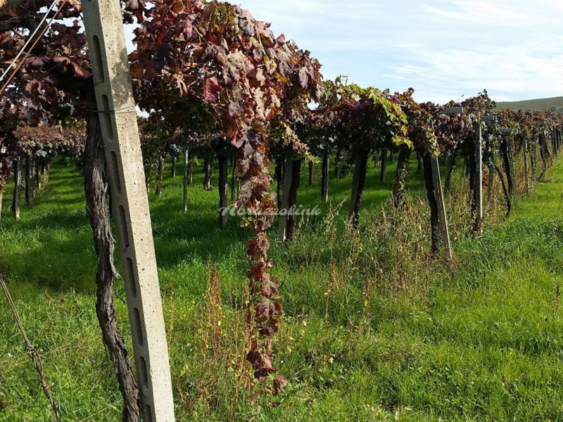 VALE_tenuta7 VALE_tenuta7