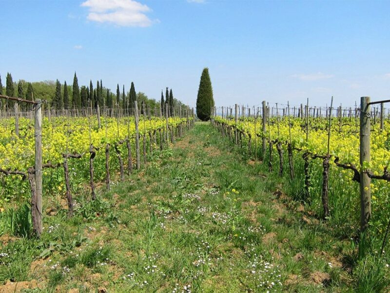 Avignonesi2 Avignonesi2