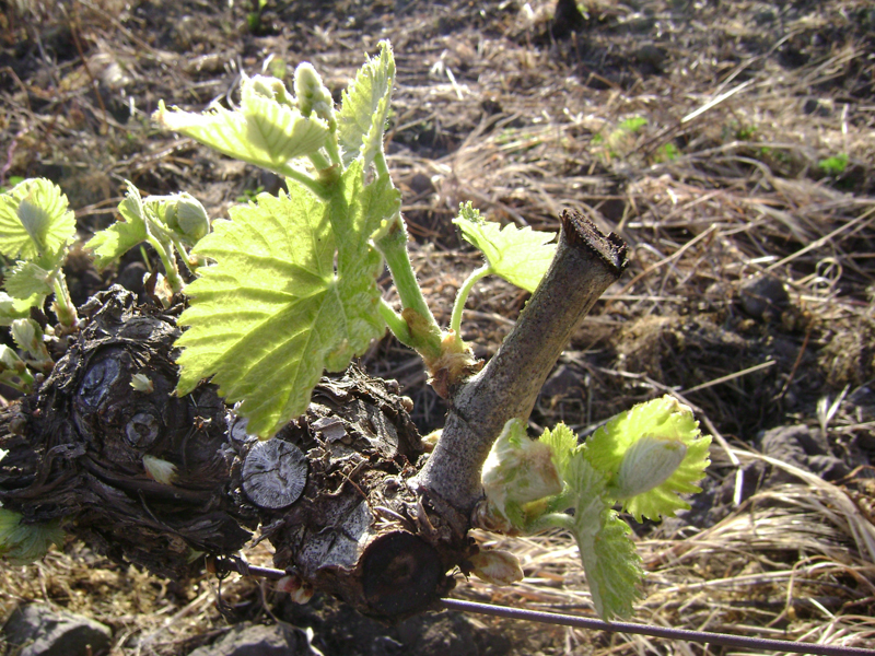 Filippo-Grasso1 Filippo-Grasso1