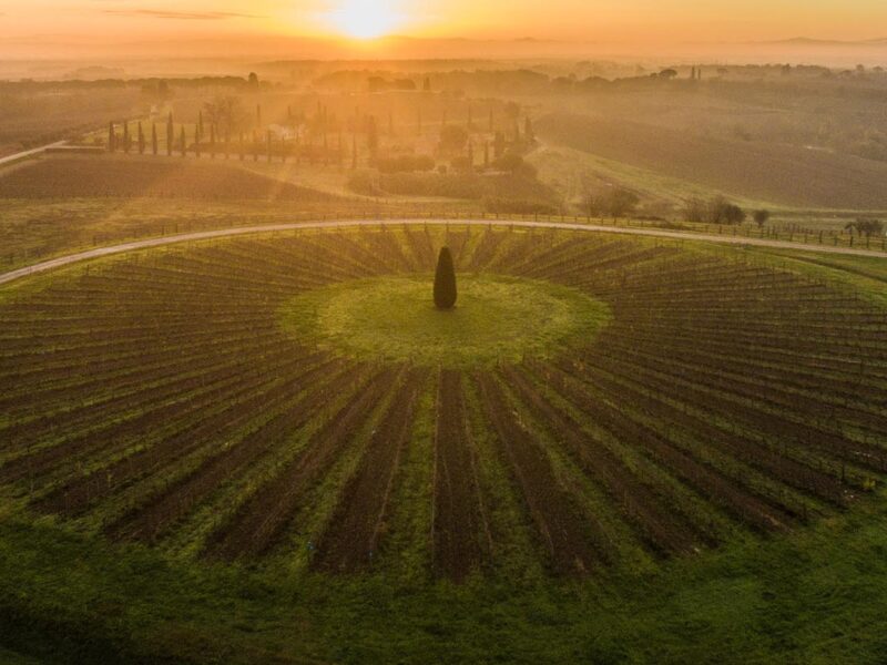 avignonesi1 avignonesi1