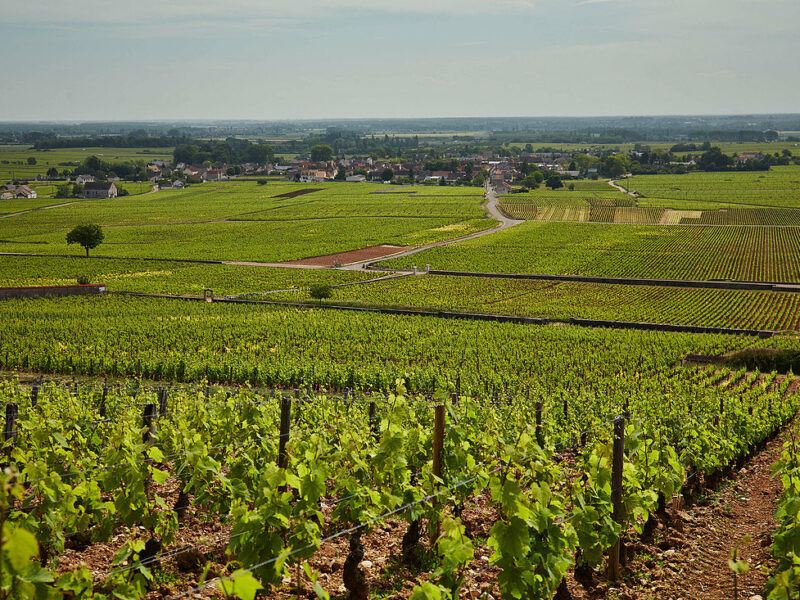 Domaine Leflaive Burgund Weinlandschaft Domaine Leflaive Burgund Weinlandschaft