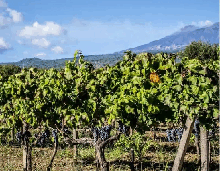 nuzzella12 nuzzella12