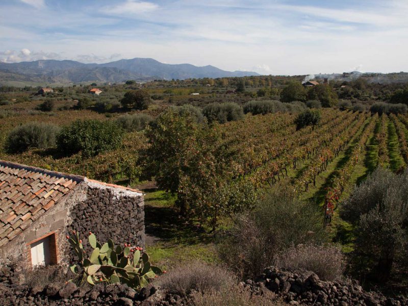 vigna-calcagno vigna-calcagno