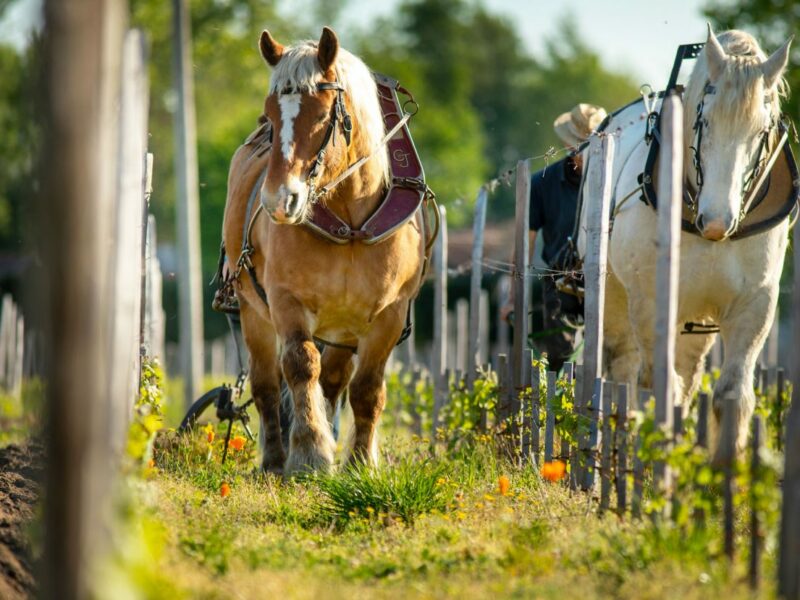 Château Figeac 4 Château Figeac 4