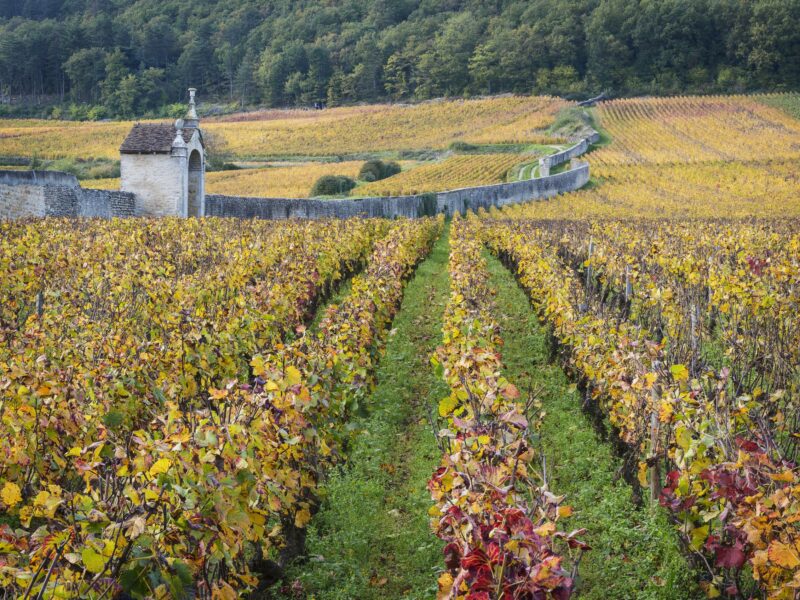 Domainearmandrousseau3