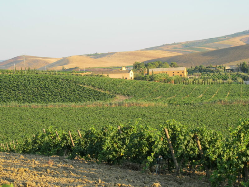 donnafugata1 donnafugata1