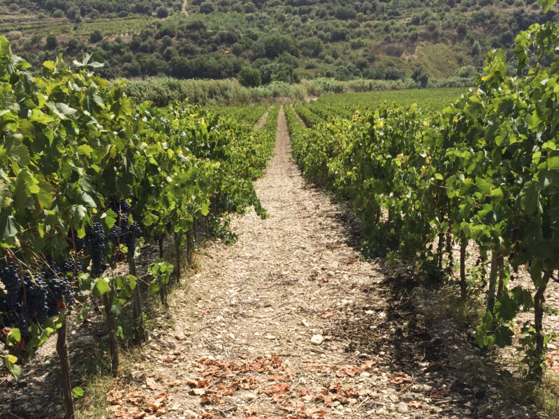 donnafugata2 donnafugata2