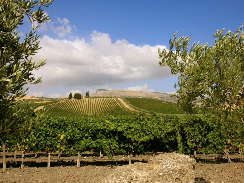 donnafugata3 donnafugata3