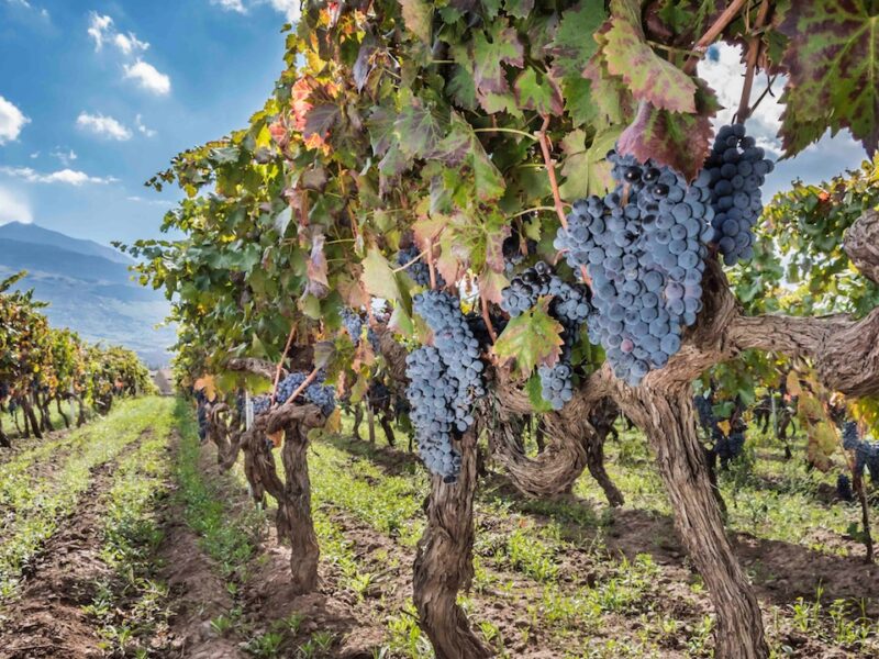 donnafugata5 donnafugata5