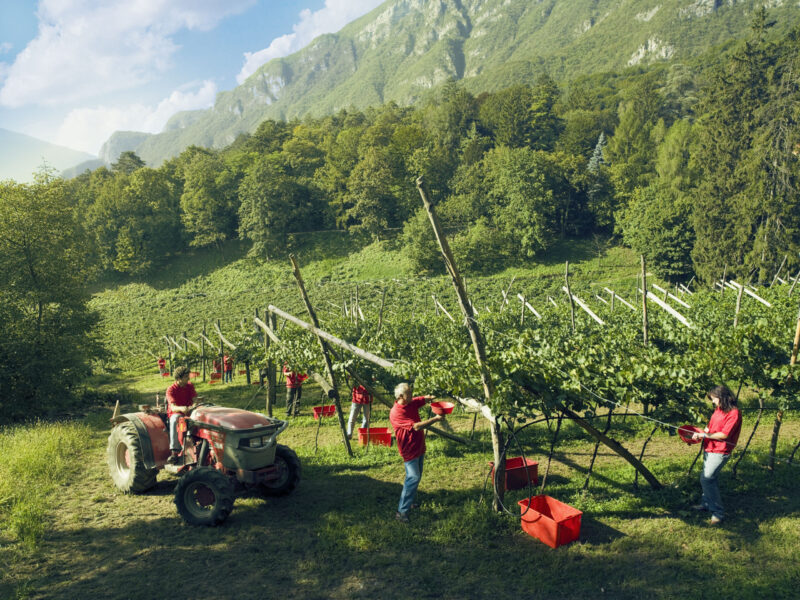 vigneto - vendemmia - paesaggioTrentolabel1 CD001 vigneto - vendemmia - paesaggio
Trento
label1
CD001